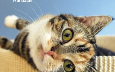 Heeft mijn kat een voedselallergie?