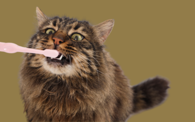 Mondgezondheid bij katten