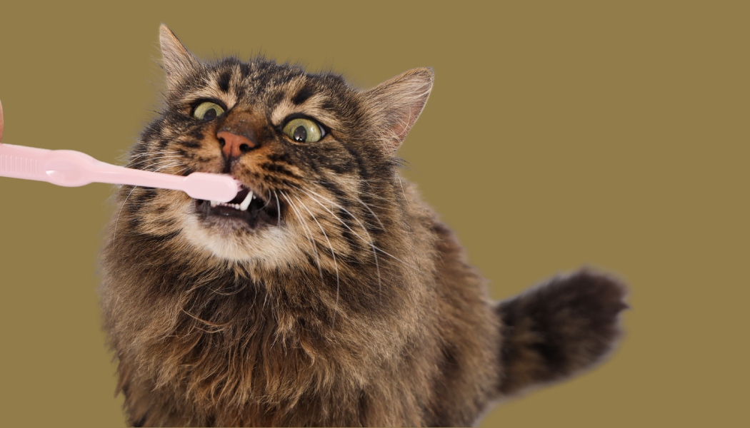 Mondgezondheid bij katten