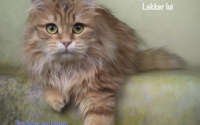 Lui met overgewicht